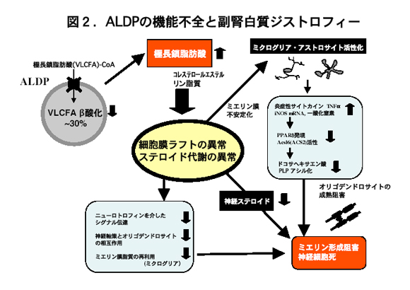2.Dysfunction of ALDP and adrenoleukodystrophy